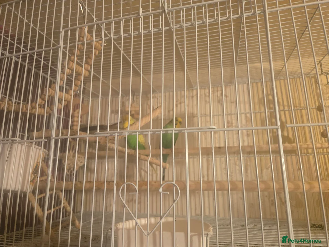 Budgerigars birds for sale: Budgie pair - Advert 1
