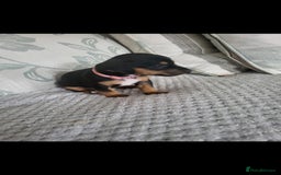 Mixed Breed dogs for sale: 1 Jack Russell x mini dashound puppies £800 - Image 5