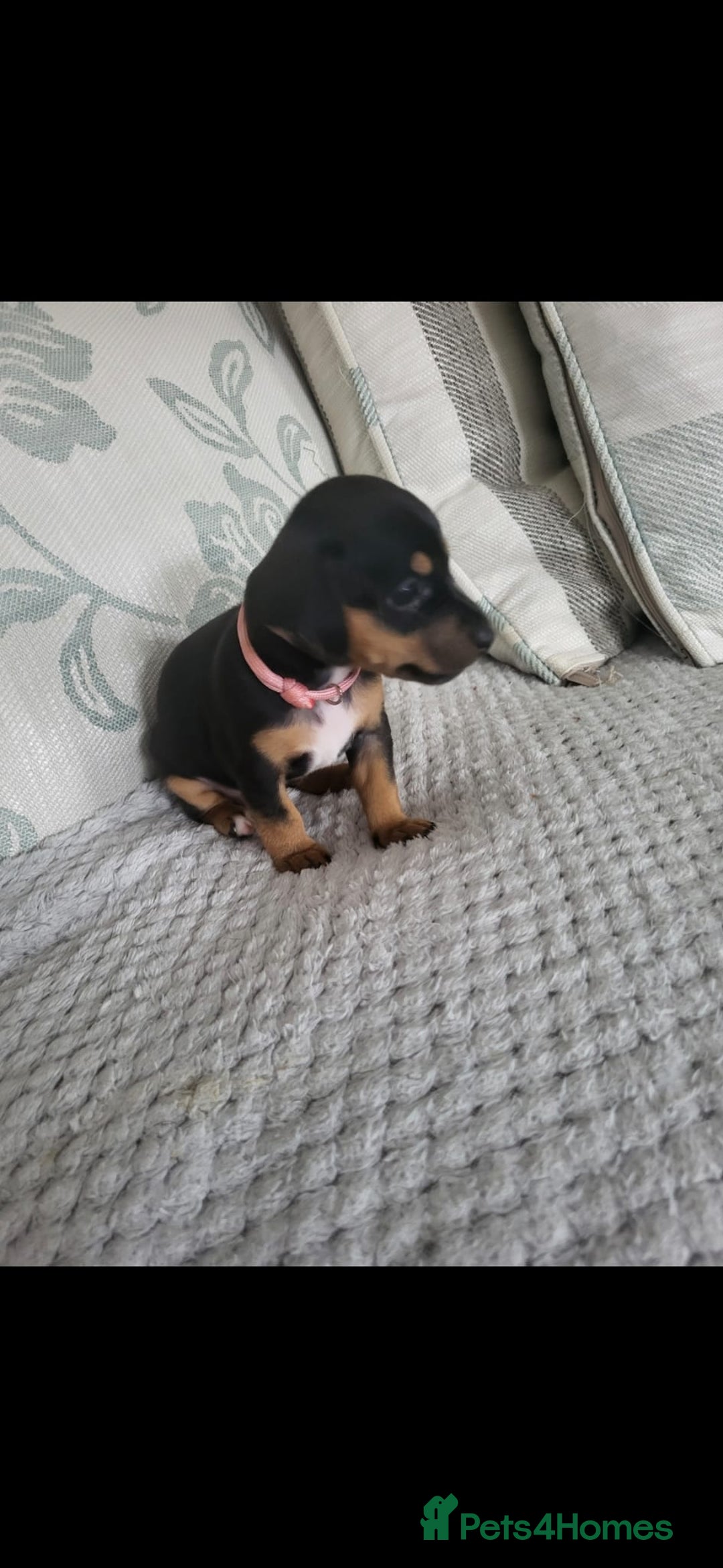 Mixed Breed dogs for sale: 1 Jack Russell x mini dashound puppies £800 - Image 5