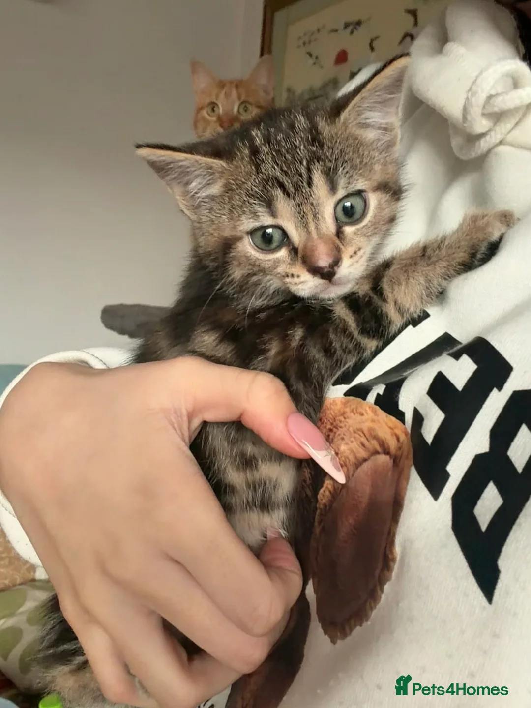 Mixed Breed cats for sale: Adorable 3 Kittens Looking for Loving Homes 🐾 - Advert 4