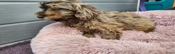 Cockapoo dogs for sale: Generation cockerpoo puppies ready now  - Advert 23