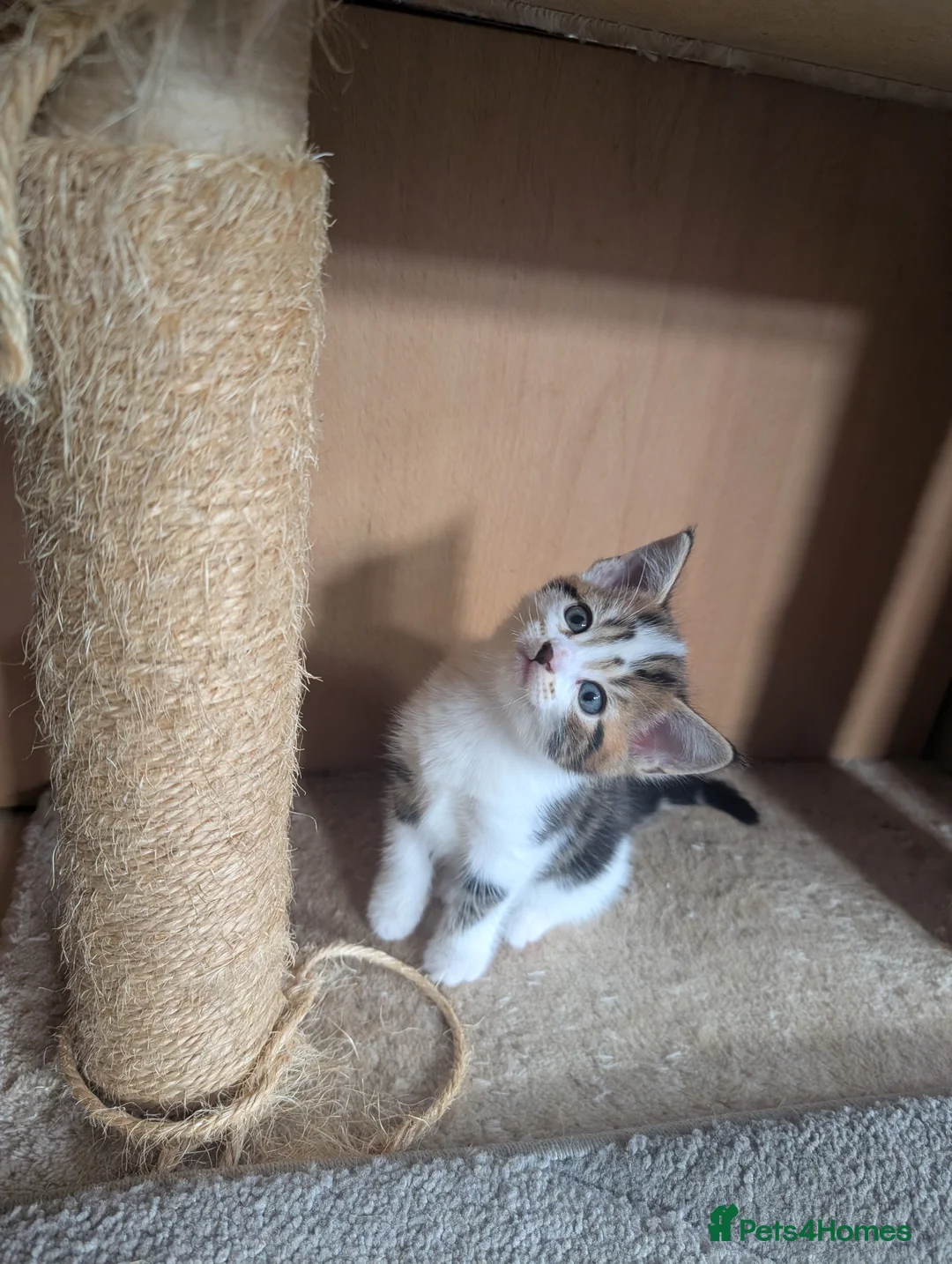 Mixed Breed cats for sale: Beautiful kittens  in Southampton - Advert 12