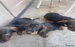 Dachshund dogs for sale: KC standard wire haired dachshund puppies (teckel) in Tiverton - Image 2