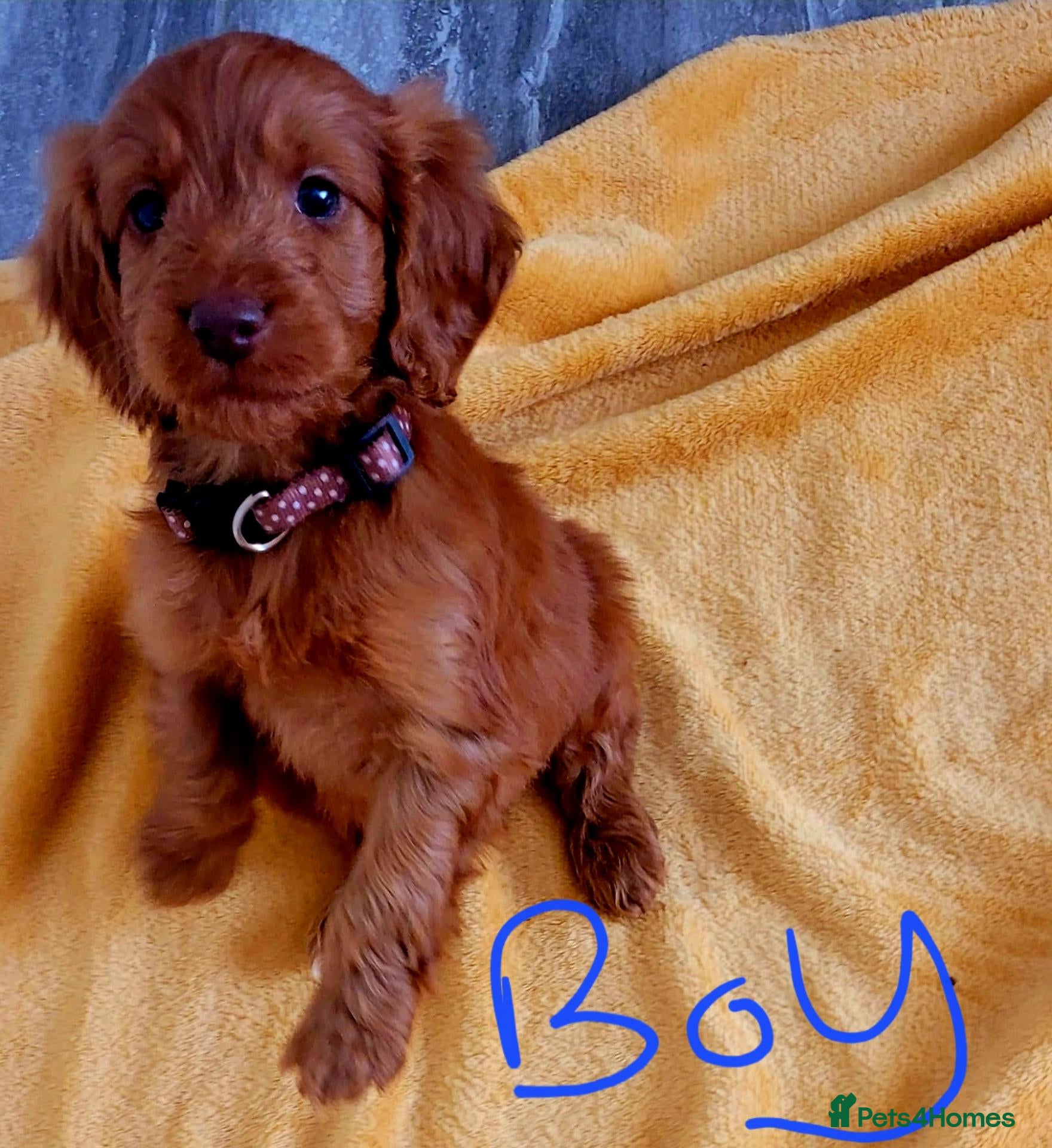 Cockapoo dogs RED SHOW COCKAPOO PRA CLEAR - Advert 1