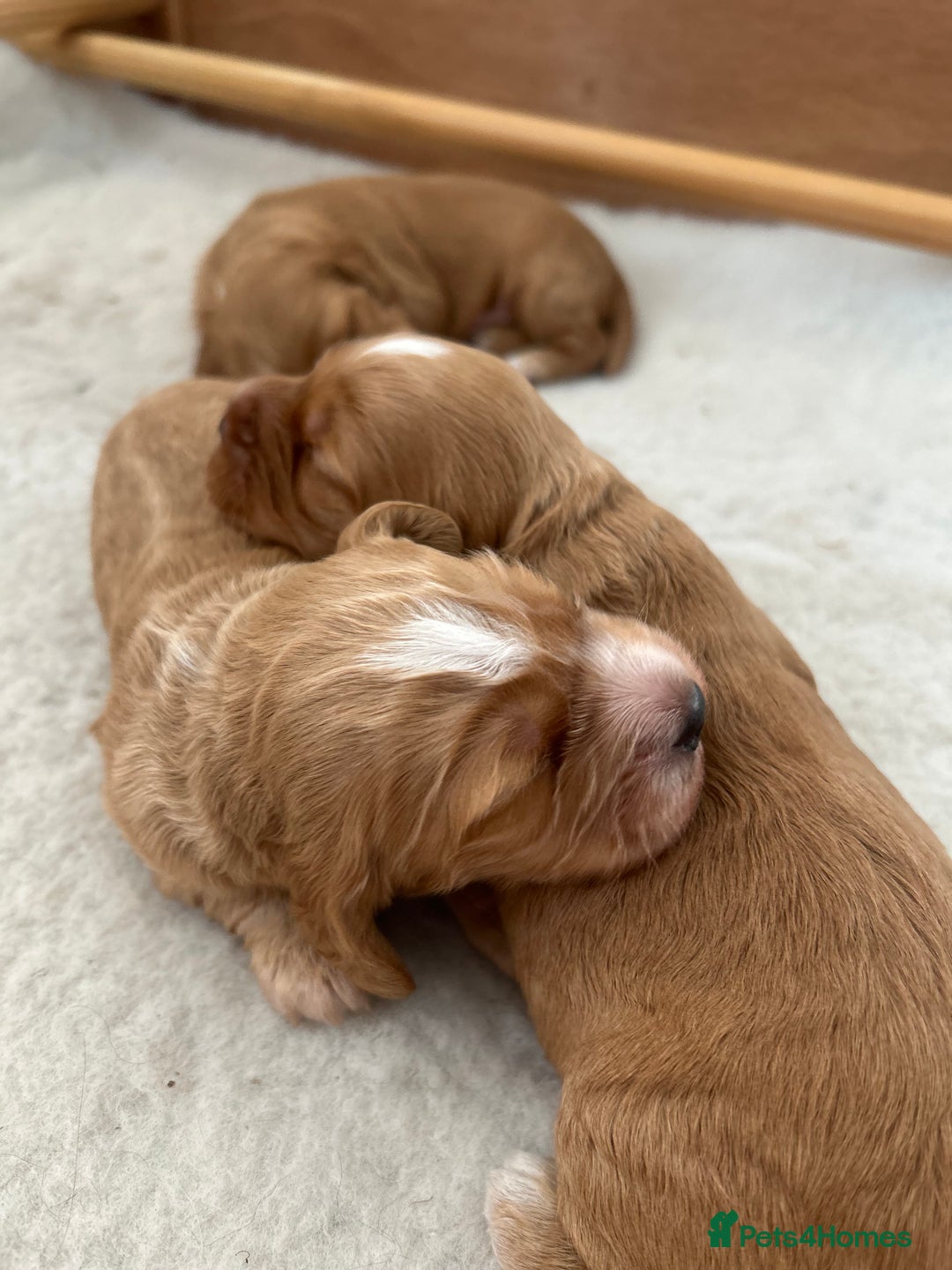 Cockapoo dogs for sale: Cockapoo Pups - Image 29