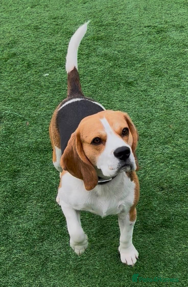 Beagle dogs KC Registered Beagle – experienced owners  - Advert 10