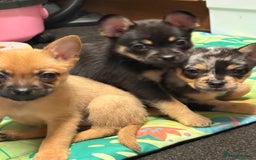 Mixed Breed dogs for sale: FrenchieXPomeranian  - Image 21
