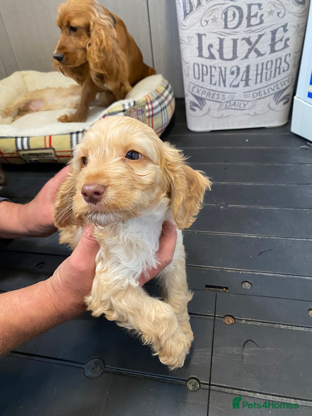 Cockapoo dogs for sale: AMAZING STUNNING F1 SHOW TYPE COCKAPOO  - Image 18
