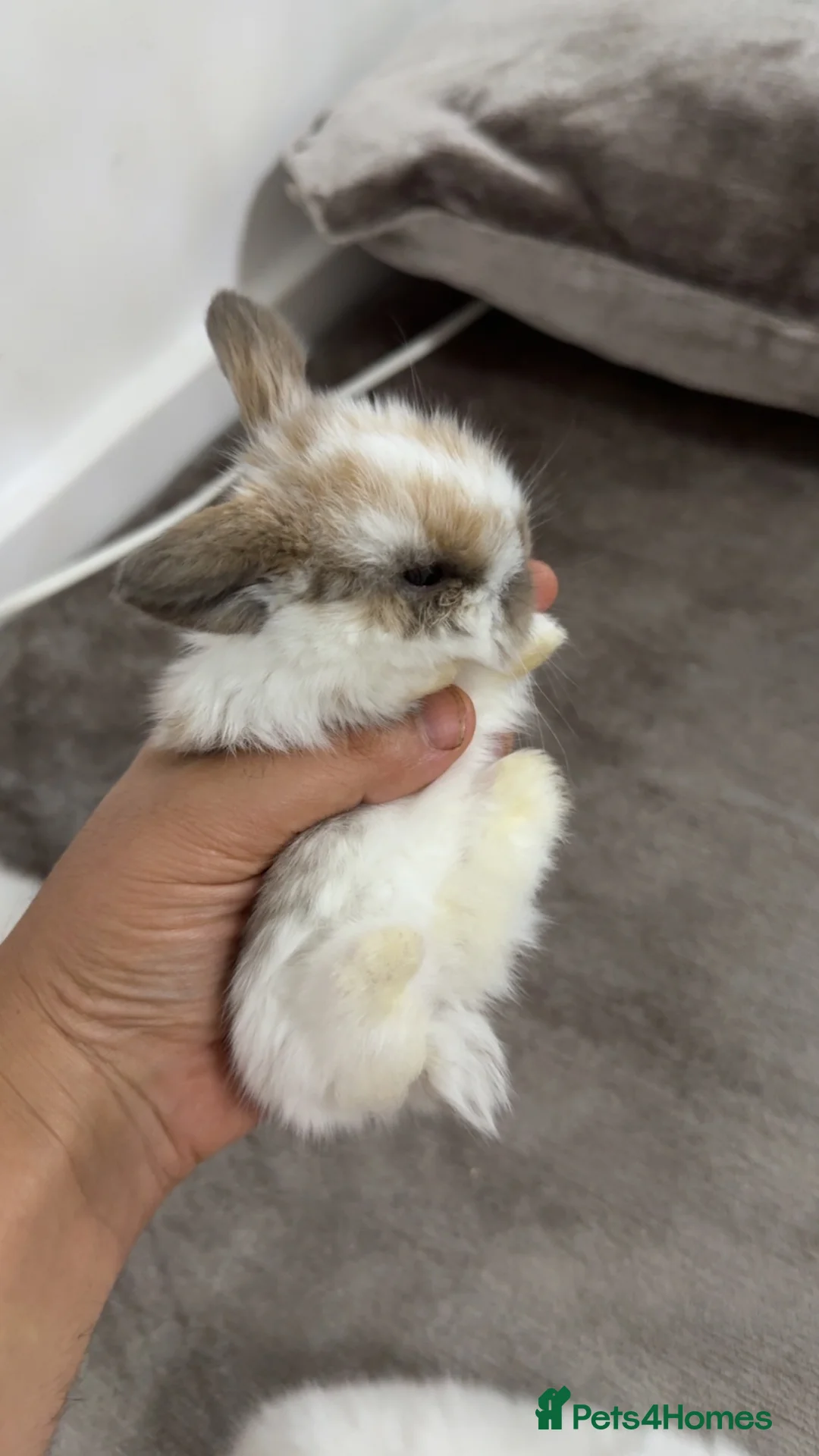 Mini Lop rabbits for sale: Mini Loo babies for sale in Hayling Island - Advert 1