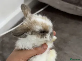 Mini Lop rabbits Mini Loo babies for sale - Advert 1