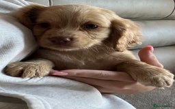 Cocker Spaniel dogs for sale: Cocker spaniel pups 🐾 - Image 10