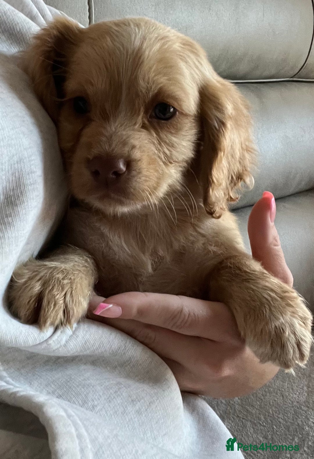 Cocker Spaniel dogs for sale: Cocker spaniel pups 🐾 - Image 10