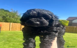 Cockapoo dogs for sale: F1b cockapoo puppies.  - Image 7