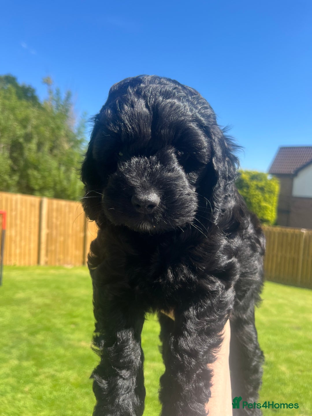 Cockapoo dogs for sale: F1b cockapoo puppies.  - Image 7
