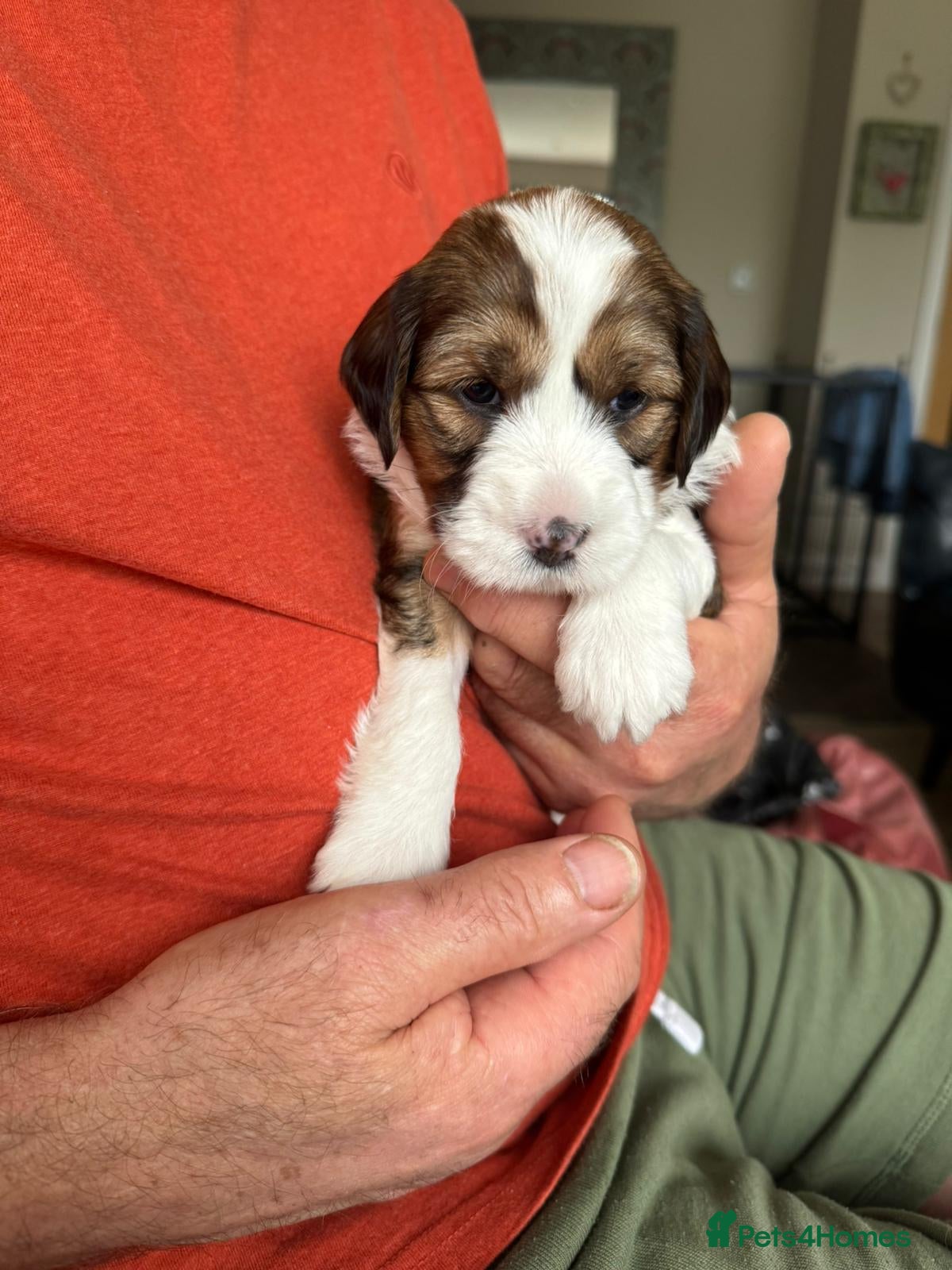 Tibetan Terrier dogs 7 tibetan terrier puppies.  - Advert 2