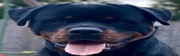 Rottweiler dogs for sale: Beautiful Rottweiler – Loving Family Home Wanted - Advert 3