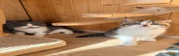 British Shorthair cats for sale: 3 British shorthair kittens - Advert 8