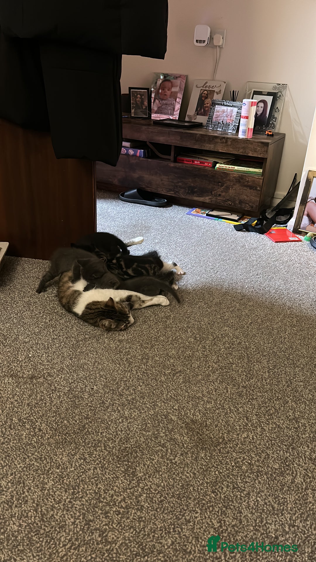 Domestic Shorthair cats for sale: 7 very adorable kittens  - Image 14