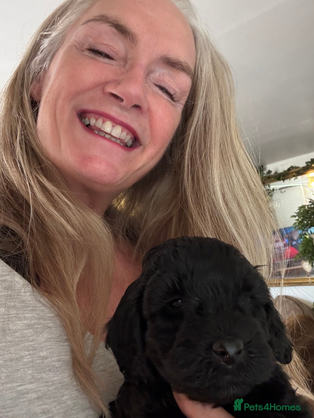 Mixed Breed dogs for sale:  Cavapoo x Cockapoo Ready 9th August - Image 28