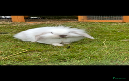 Lionhead rabbits for sale: Bonded Lionhead Rabbits - Image 2