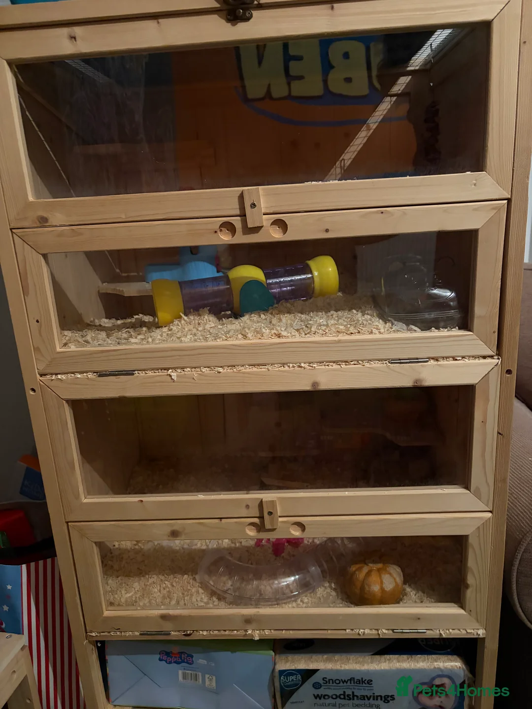 Hamster rodents for sale: Syrian Hamster  - Advert 6