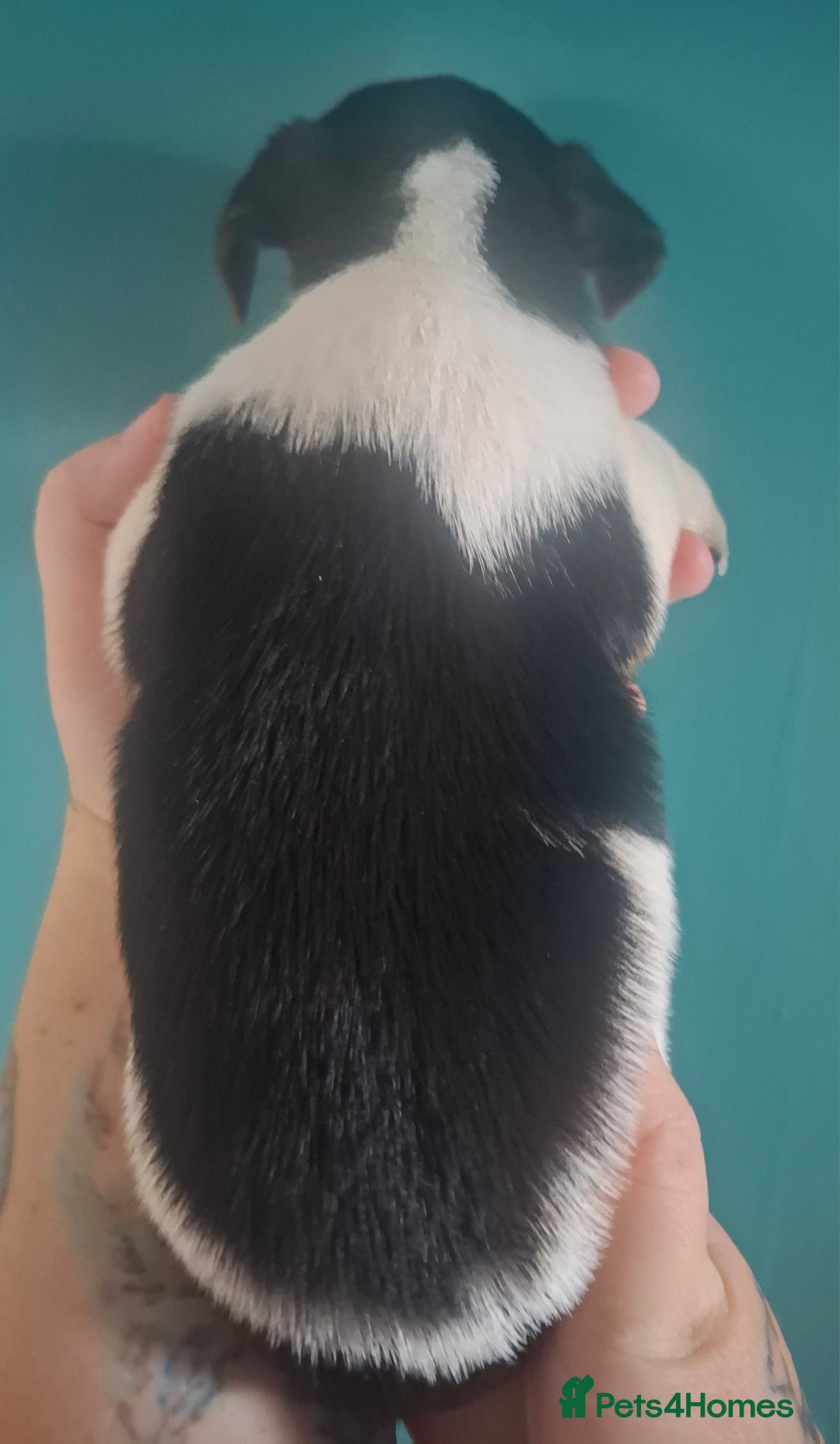 Jack Russell dogs for sale: Jack Russell pups - Image 12