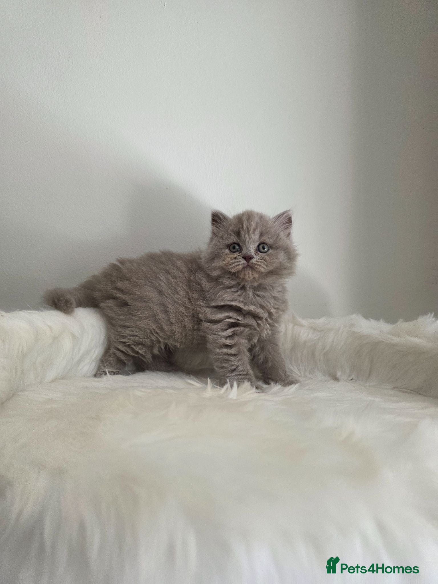 British Shorthair cats Exceptional GCCF 🏆 British longhair female  - Advert 7