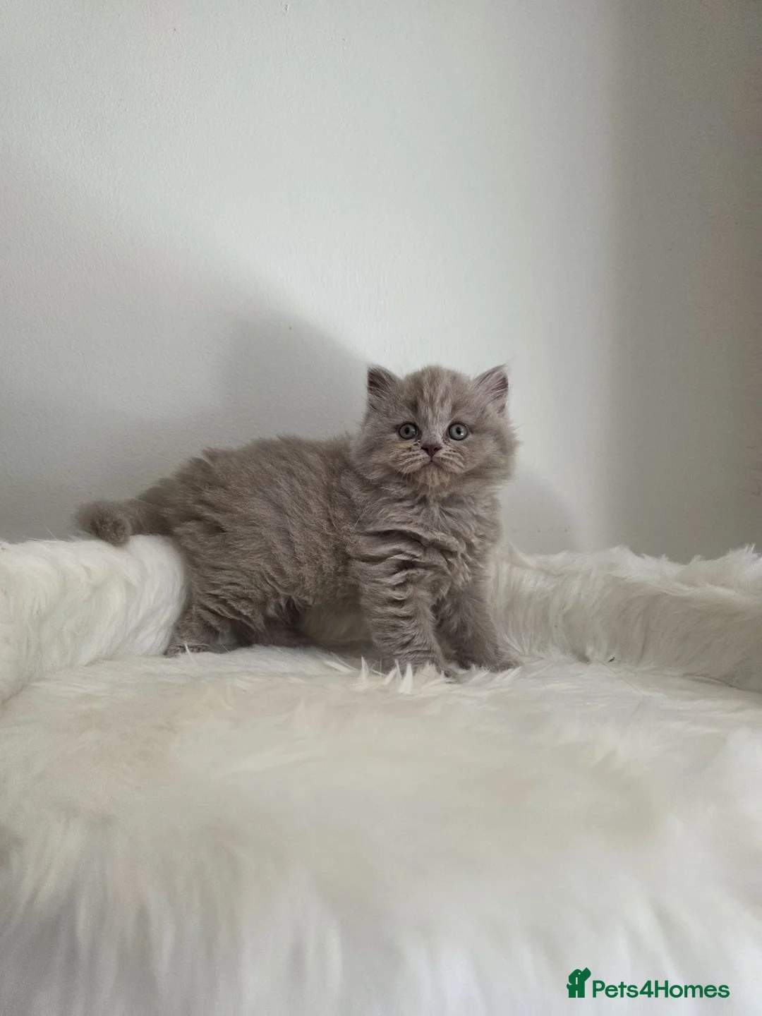 British Shorthair cats for sale: Exceptional GCCF 🏆 British longhair female  - Advert 1