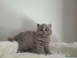 British Shorthair cats Exceptional GCCF 🏆 British longhair female - Advert 2