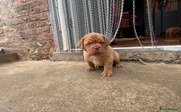 Dogue De Bordeaux dogs - Advert 4