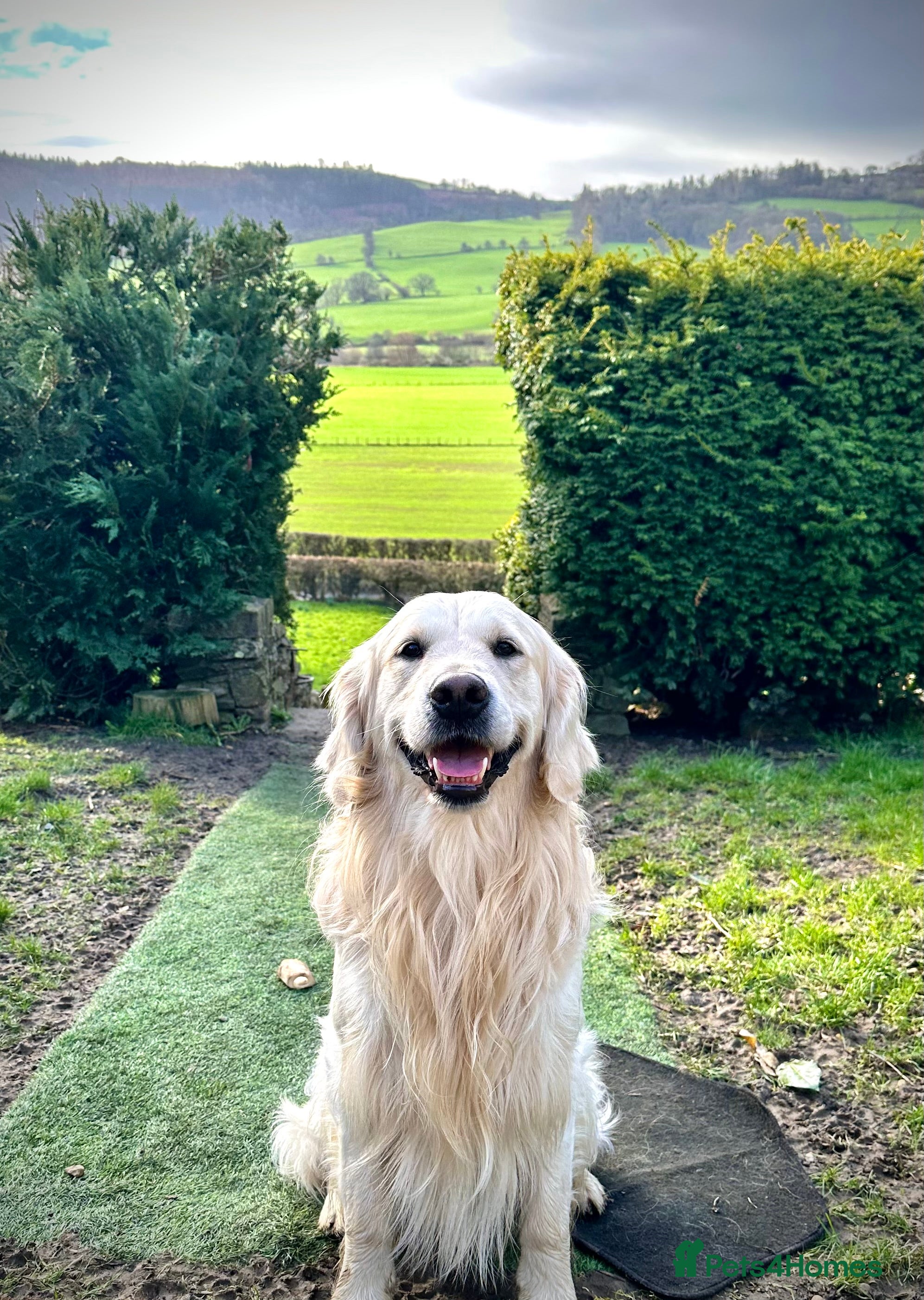 Golden Retriever dogs Proven KC reg cream golden retriever - Advert 17