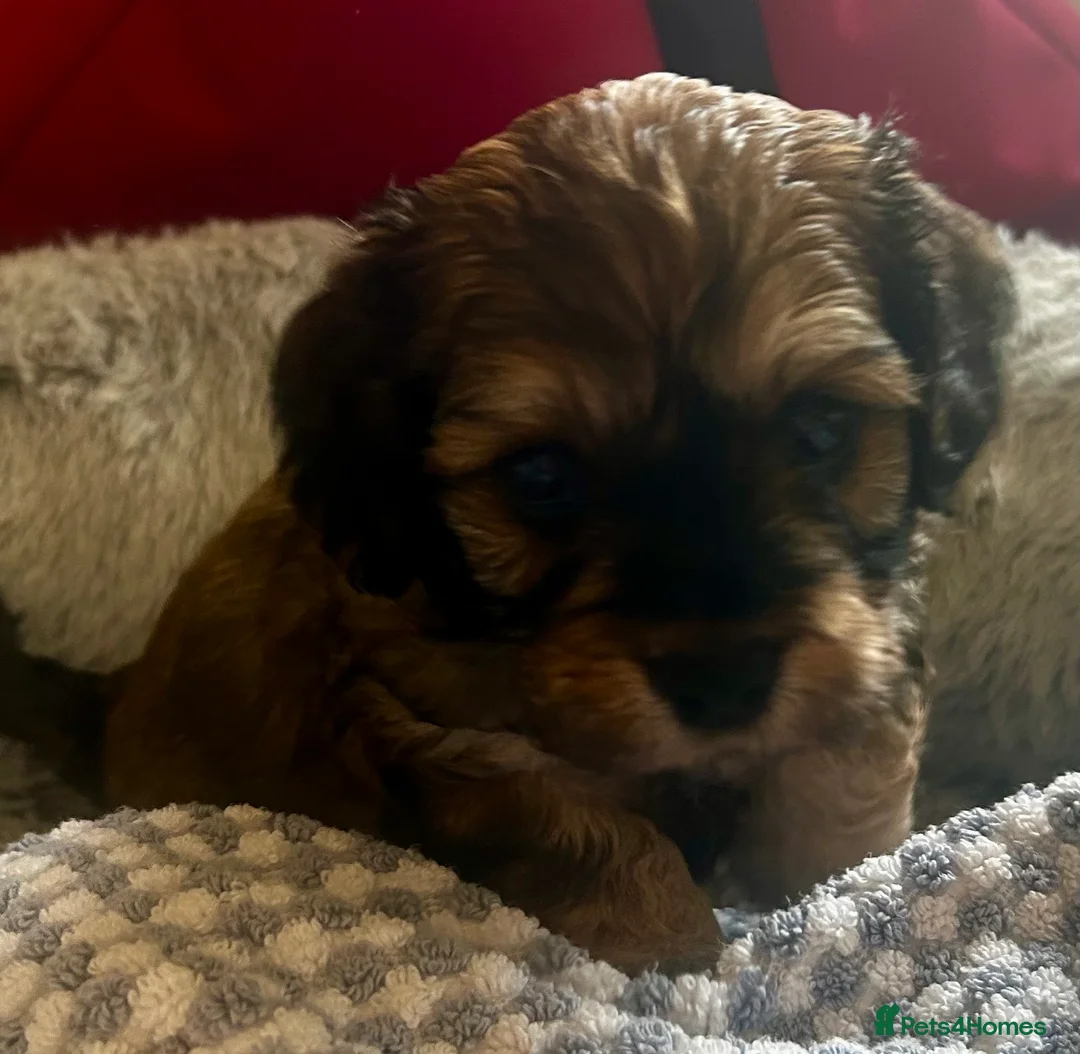 Cavachon dogs for sale: Adorable Cavachon puppies need forever homes - Advert 29