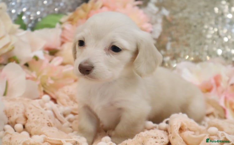 Miniature Dachshund dogs - Advert 2