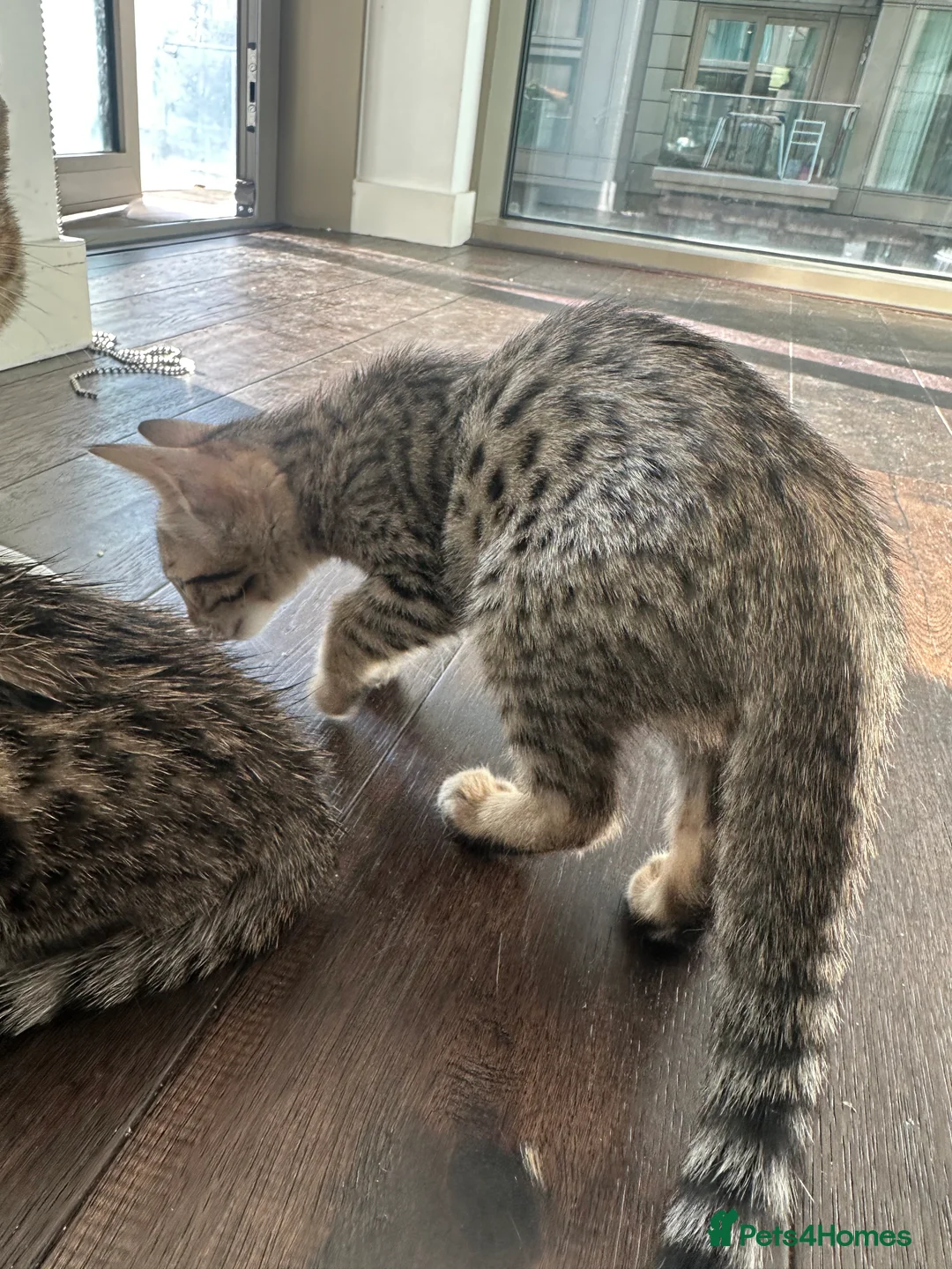 Bengal cats for sale: Sepia Bengal X Savannah kittens Extremely rare  - Advert 17