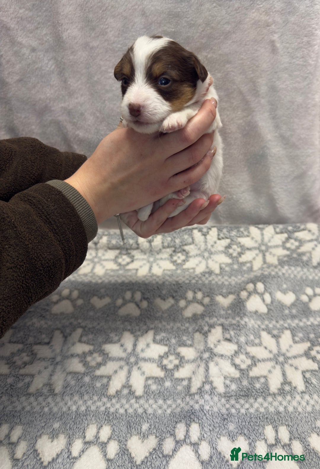 Jack Russell dogs for sale: Bred From Health Tested Parents - Advert 4