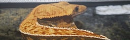 Gecko reptiles for sale: 2y old crested gecko with exoterra  - Advert 3