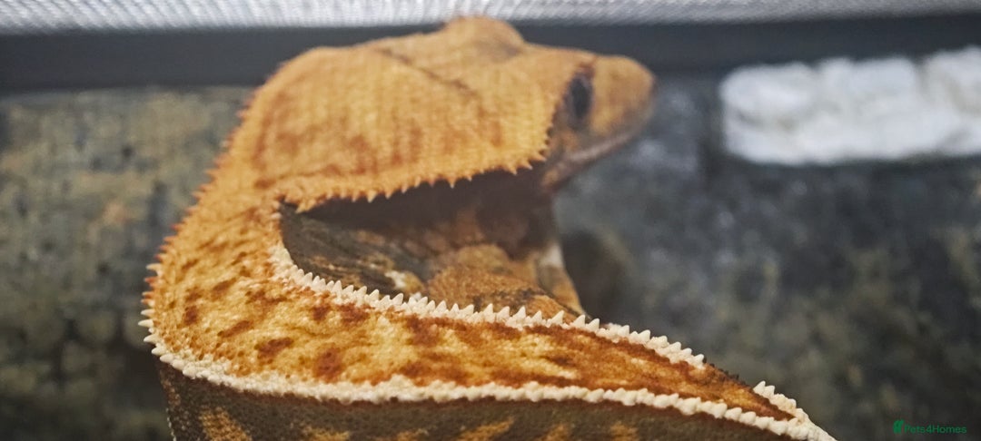 Gecko reptiles for sale: 2y old crested gecko with exoterra  - Advert 3