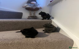 Mixed Breed cats for sale: Kittens for sale - Image 3