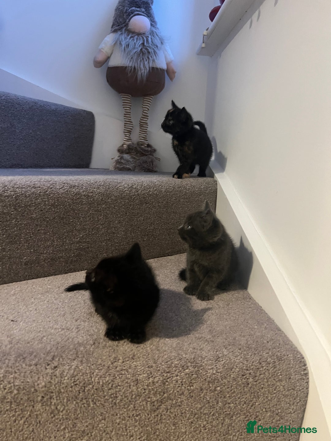 Mixed Breed cats for sale: Kittens for sale - Image 3