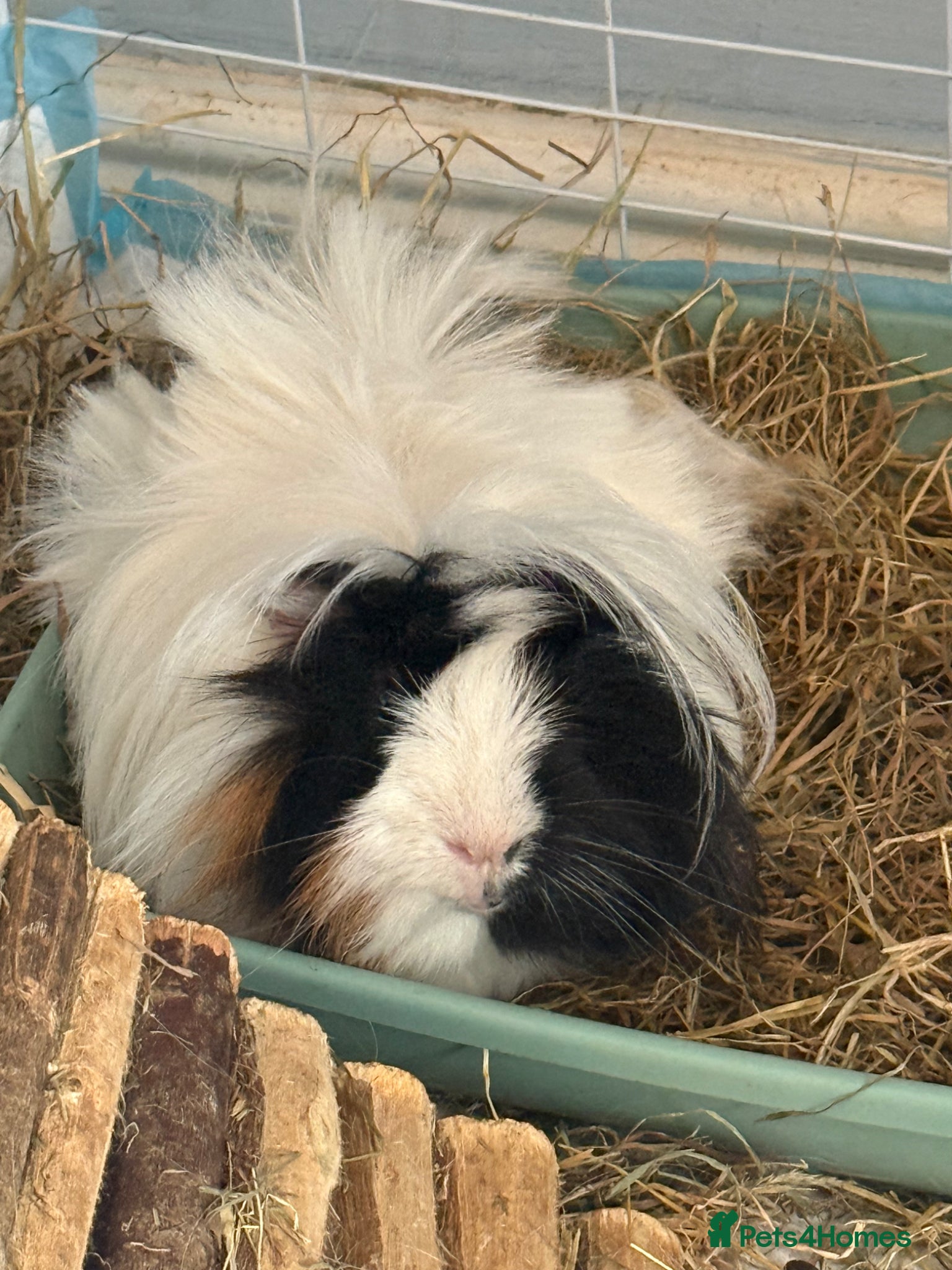 Guinea Pig rodents 3 male guinea pigs  - Advert 2