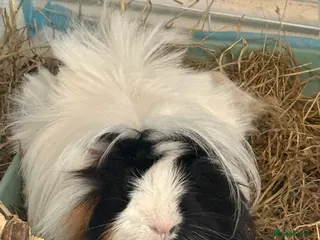 Guinea Pig rodents 3 male guinea pigs - Advert 4