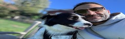 Australian Shepherd dogs for adoption: Marvin Needs Single or Couple, Without Pets Home - Advert 3