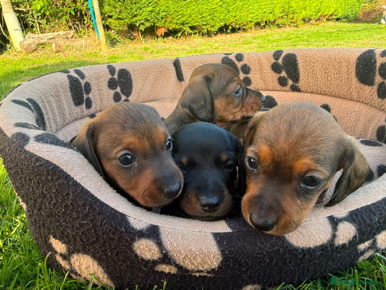 Miniature Dachshund dogs Miniature Dachshund Puppies - Advert 2