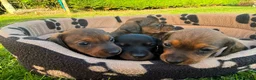 Miniature Dachshund dogs for sale: Miniature Dachshund Puppies - Advert 6