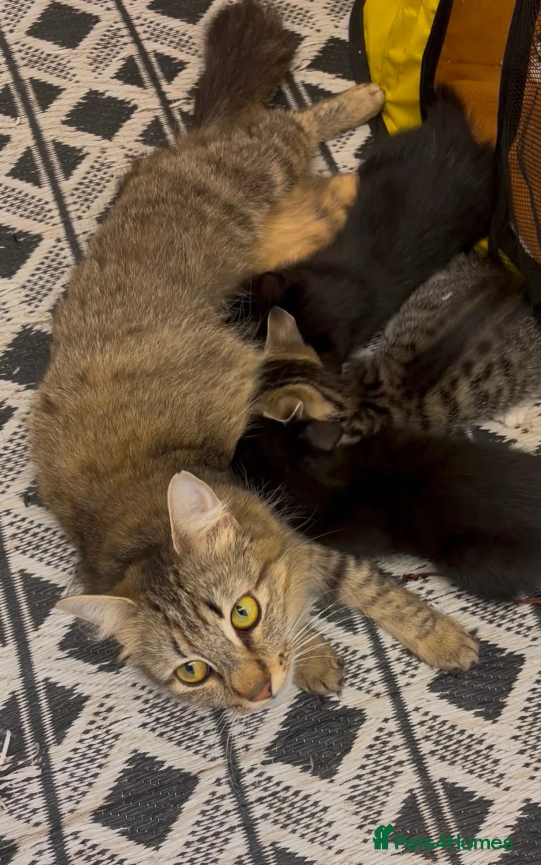 Mixed Breed cats for sale: ⭐️2 Beautiful Kittens Ready Now⭐️ in Evesham - Advert 1