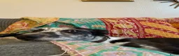 Lurcher dogs for sale: Male Lurcher Looking for a Loving Home - Advert 9