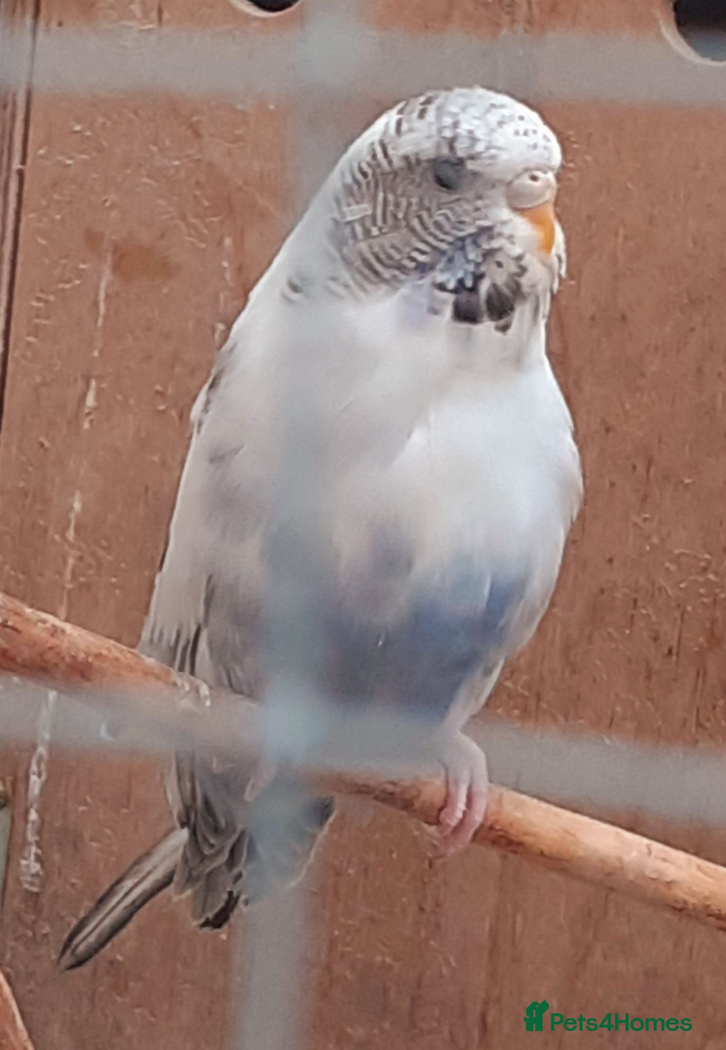 Budgerigars birds Baby Budgies & Adult show type blue budgies - Advert 12