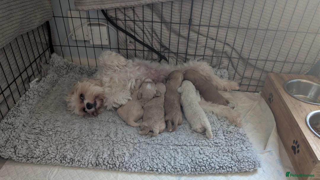 Cavachon dogs for sale: Beautiful female Cavapoochon pup - Advert 1