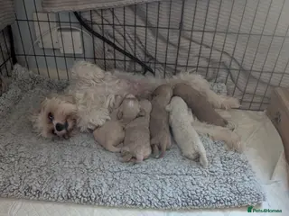 Cavachon dogs Beautiful female Cavapoochon pup - Advert 1