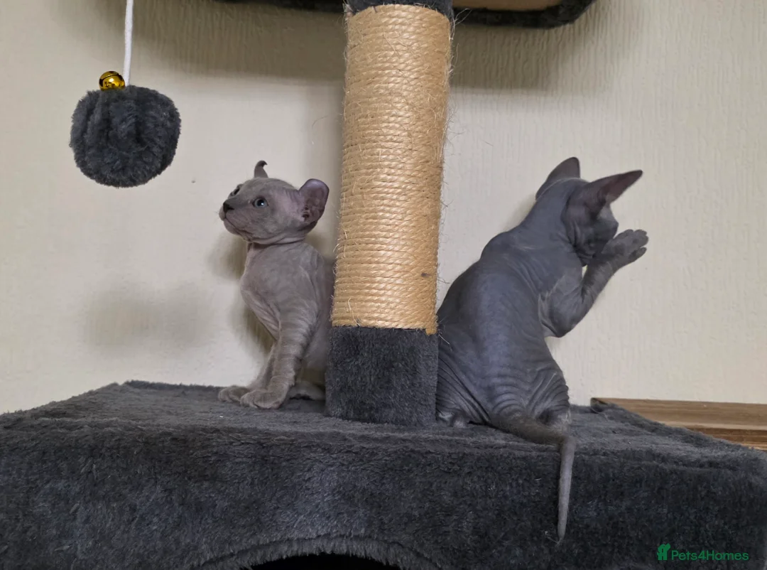 Sphynx cats for sale: SPHYNX ELF KITTENS 2 GIRLS & PETERBALD 3 MALE   in Bilston - Advert 7